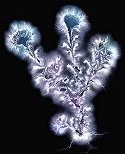 Kirlian Photo of an Aster