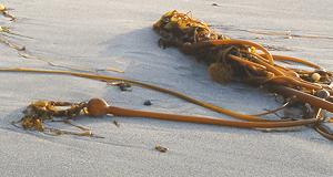 Pile of Bullwhip Kelp