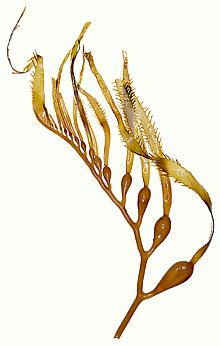 Strand of Giant Kelp