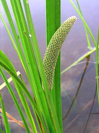 Flowering Plant