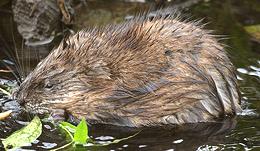 Live Muskrat in Pond