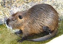 Live Nutria