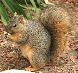 Live Fox Squirrel