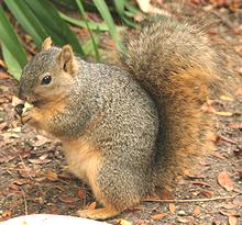 Live Fox Squirrel