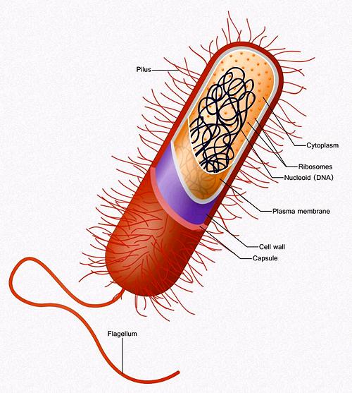 Cell structure of Bacteria