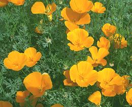 California Poppy Flowers