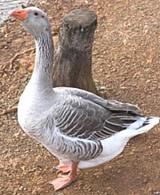 Live Goose