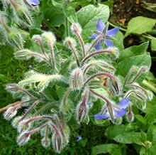 Borage Plant with Flowers