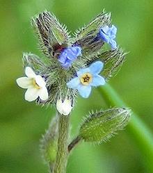 Flowering Borage Plant