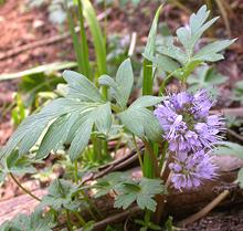 Flowering Ball Headed Waterleaf Plant