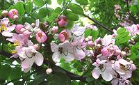 Cassia Flowers & Leaves