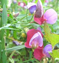 Vava Santorinis Flowers