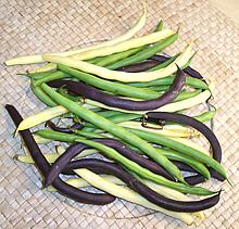 Green Bean Pods, various colors