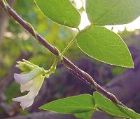 Flowering Hog Peanut Vine