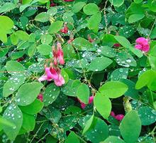 Flowering Pink Vetchling Plants