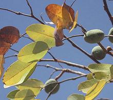 Ofor fruit on tree