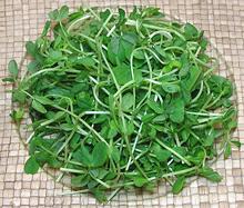 Pea Shoots