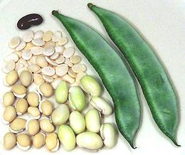 Val Beans