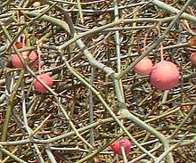 Karir Plant with Fruit