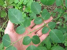 Cabbage Tree Leaves