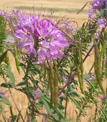 Flowering Navajo Spinach Plant