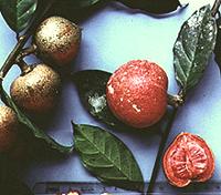 Oubli Fruit and Leaves