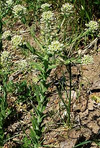 Flowering Field Pepperweed Plant