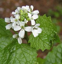 Flowering Garlic Mustard Plant