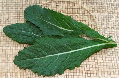 Dinosaur Kale