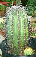 Large Cactus Plant