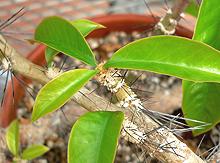 Leafy Cactus