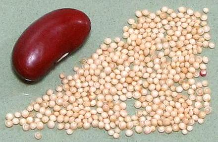 Tiny Amaranth Seeds