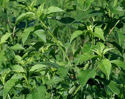 Growing Celosia Plants