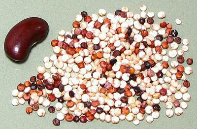 Tricolor Quinoa Seeds