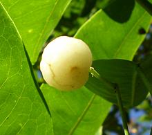 Lemon Aspen Fruit on Plant