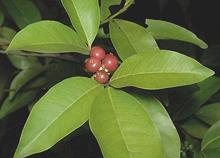 Gin Berries and Leaves