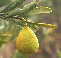 Desert Lime on Tree