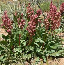 Live Broad-leaved Sorrel Plants