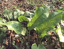 Live Broad-leaved Sorrel Plants