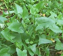 Live French Sorrel Plants