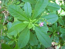 Flowering Waterleaf Plant