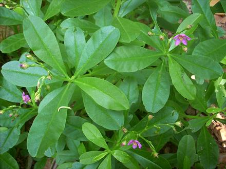 Live Water Leaf Plants