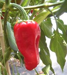 Whole Aleppo Pepper on Plant