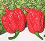 Three Red Carolina Reaper Chilis