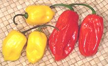 Whole Red amd Yellow Habanero Chilis