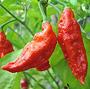 Whole Red Naga Jolokia