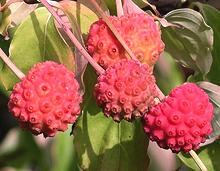 Fruit on Tree