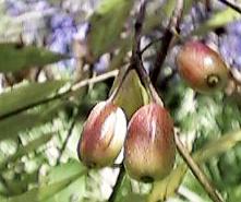 Fruit on Tree