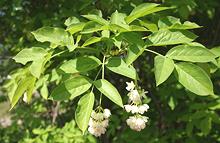 Flowering Branch