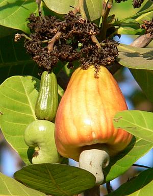 Cashews on the Tree